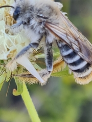Dasypoda argentata