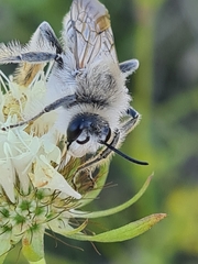 Dasypoda argentata