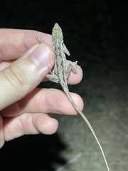 Anolis sagrei