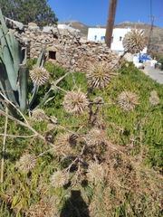 Echinops spinosissimus