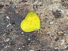Eurema andersoni