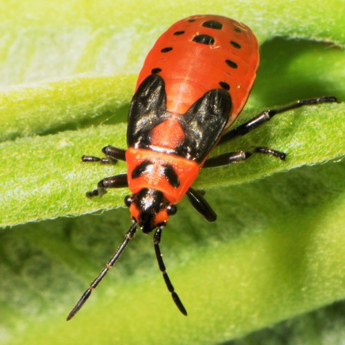 Small Milkweed Bug, photo 2 of 8