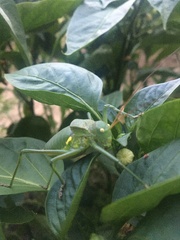 Callicrania ramburii