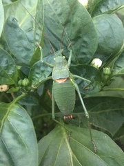 Callicrania ramburii