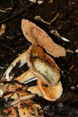 Cortinarius memoria-annae