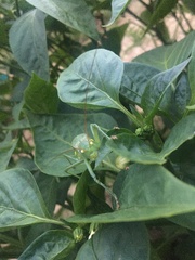 Callicrania ramburii