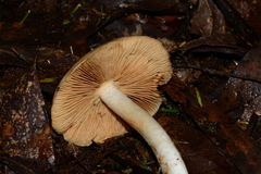 Cortinarius memoria-annae