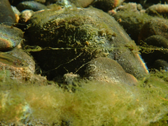 Ptychocheilus grandis