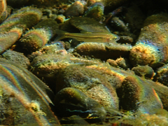 Ptychocheilus grandis