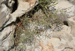 Limonium cancellatum
