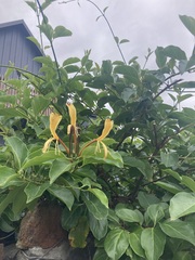 Lonicera hildebrandtiana