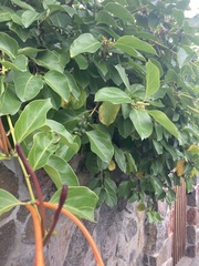 Lonicera hildebrandtiana