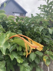 Lonicera hildebrandtiana