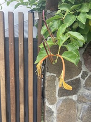 Lonicera hildebrandtiana