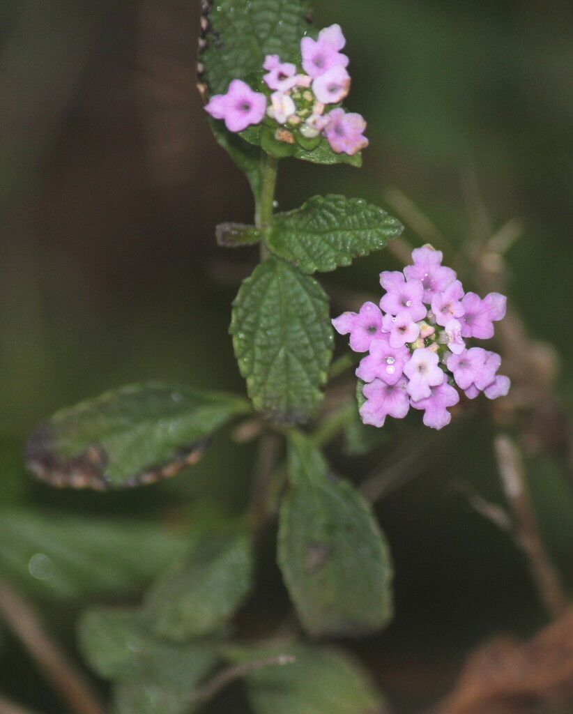 Small Lantana