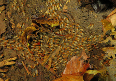Macrotermes gilvus