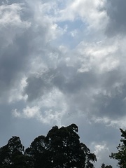 Haliaeetus leucogaster