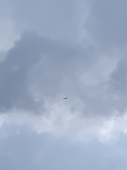 Haliaeetus leucogaster