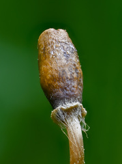 Galeropsis polytrichoides