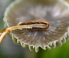 Galeropsis polytrichoides