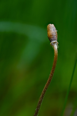 Galeropsis polytrichoides