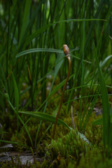 Galeropsis polytrichoides