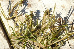 Potamogeton compressus