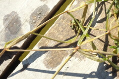 Potamogeton compressus