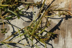 Potamogeton compressus