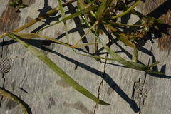 Potamogeton compressus