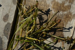 Potamogeton compressus