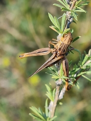 Arcyptera