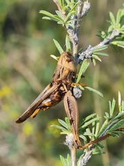 Arcyptera