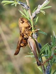 Arcyptera