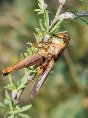 Arcyptera