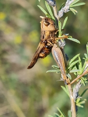 Arcyptera