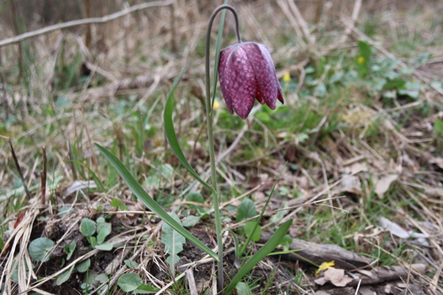 korunka strakatá (Fritillaria meleagris)