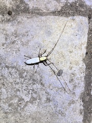 Olenecamptus cretaceus