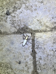 Olenecamptus cretaceus