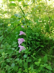 Gladiolus imbricatus