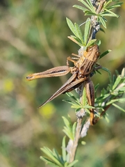 Entomophaga grylli