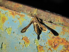 Microsphecia brosiformis