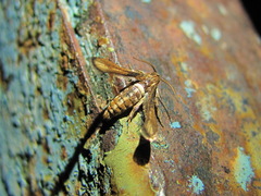 Microsphecia brosiformis