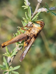 Entomophaga grylli