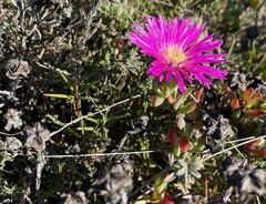 Lampranthus laxifolius