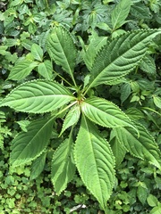 Impatiens devolii