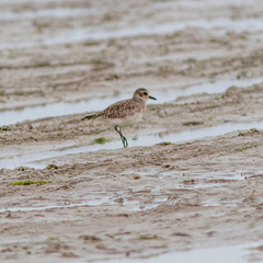 Pluvialis squatarola