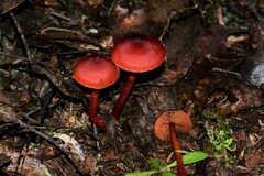 Cortinarius persplendidus