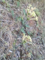 Asperula aristata scabra