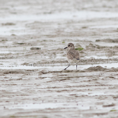 Pluvialis squatarola